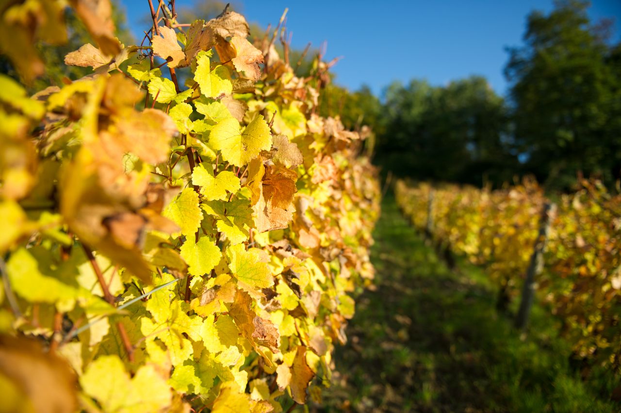 Vignoble Saison Octobre 5548