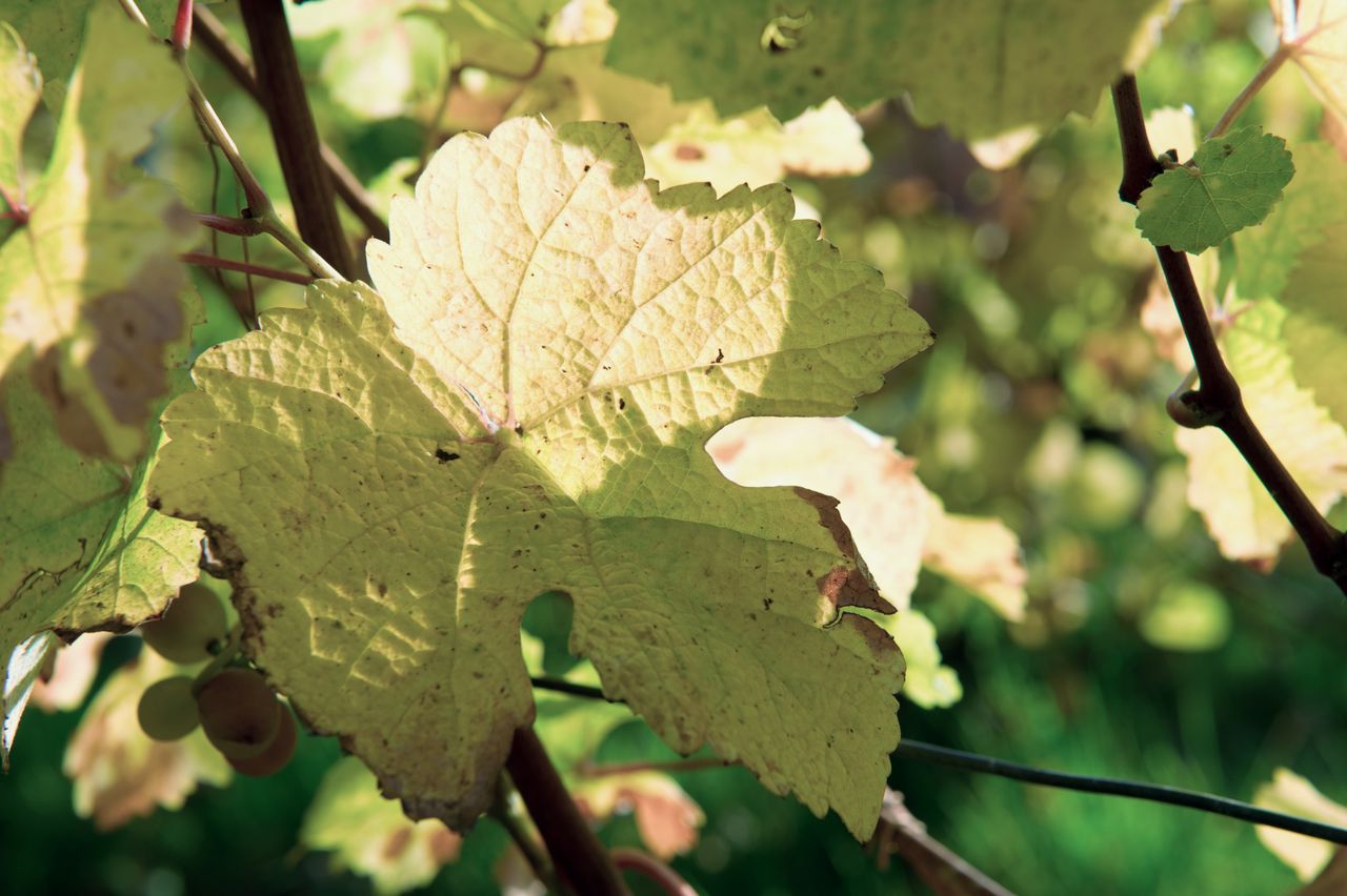 Vignoble Saison Octobre 5550