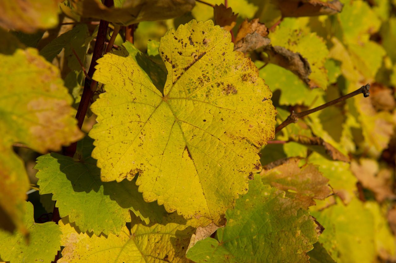 Vignoble Saison Octobre 5551