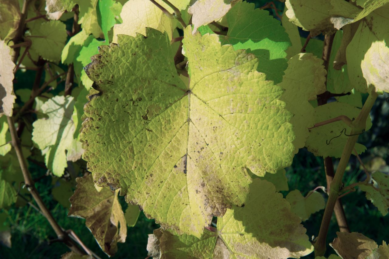 Vignoble Saison Octobre 5557