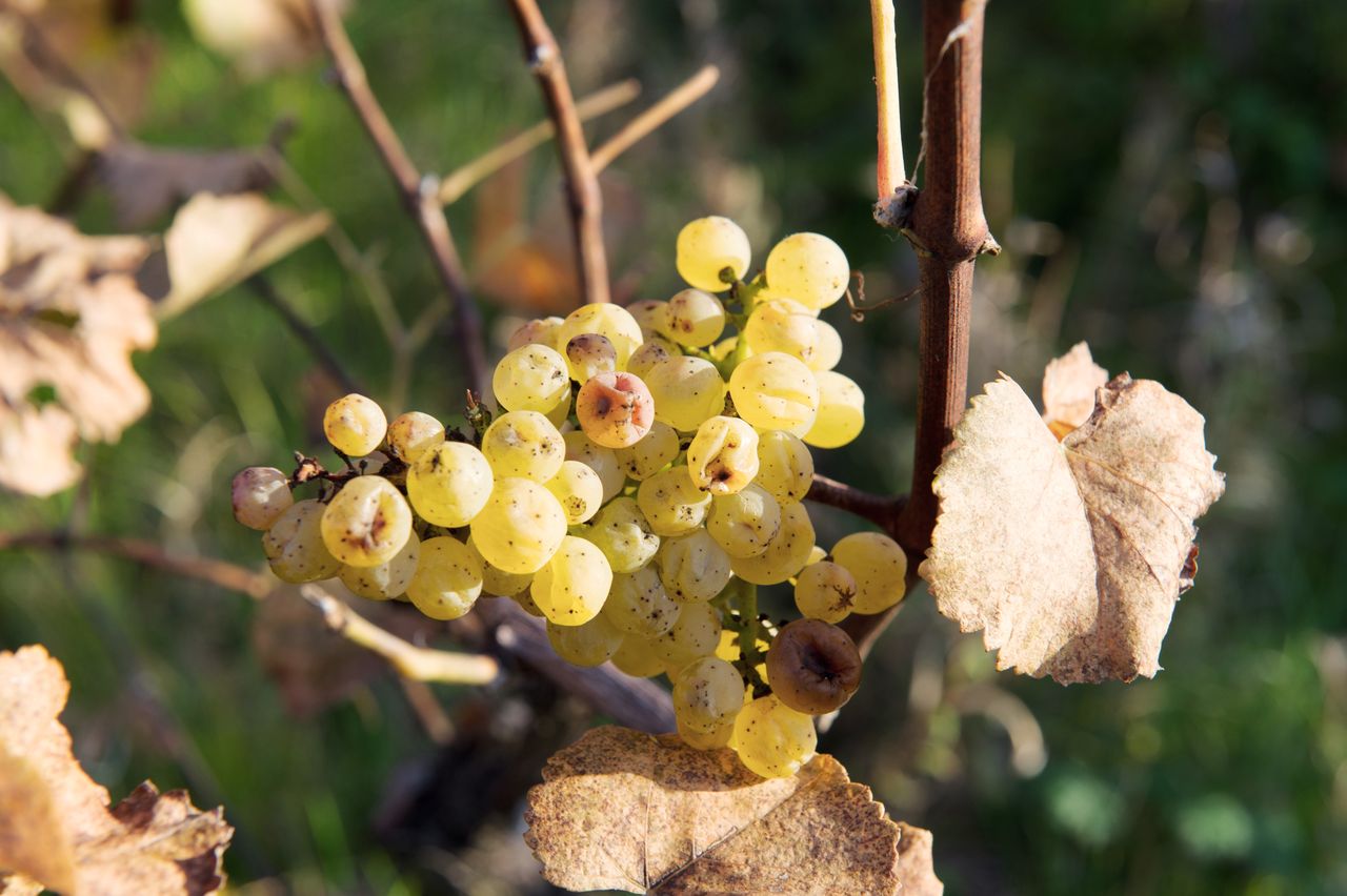 Vignoble Saison Octobre 5568