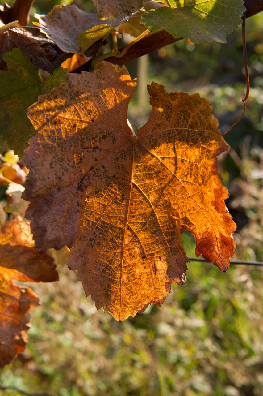 Vignoble Saison Octobre 5569