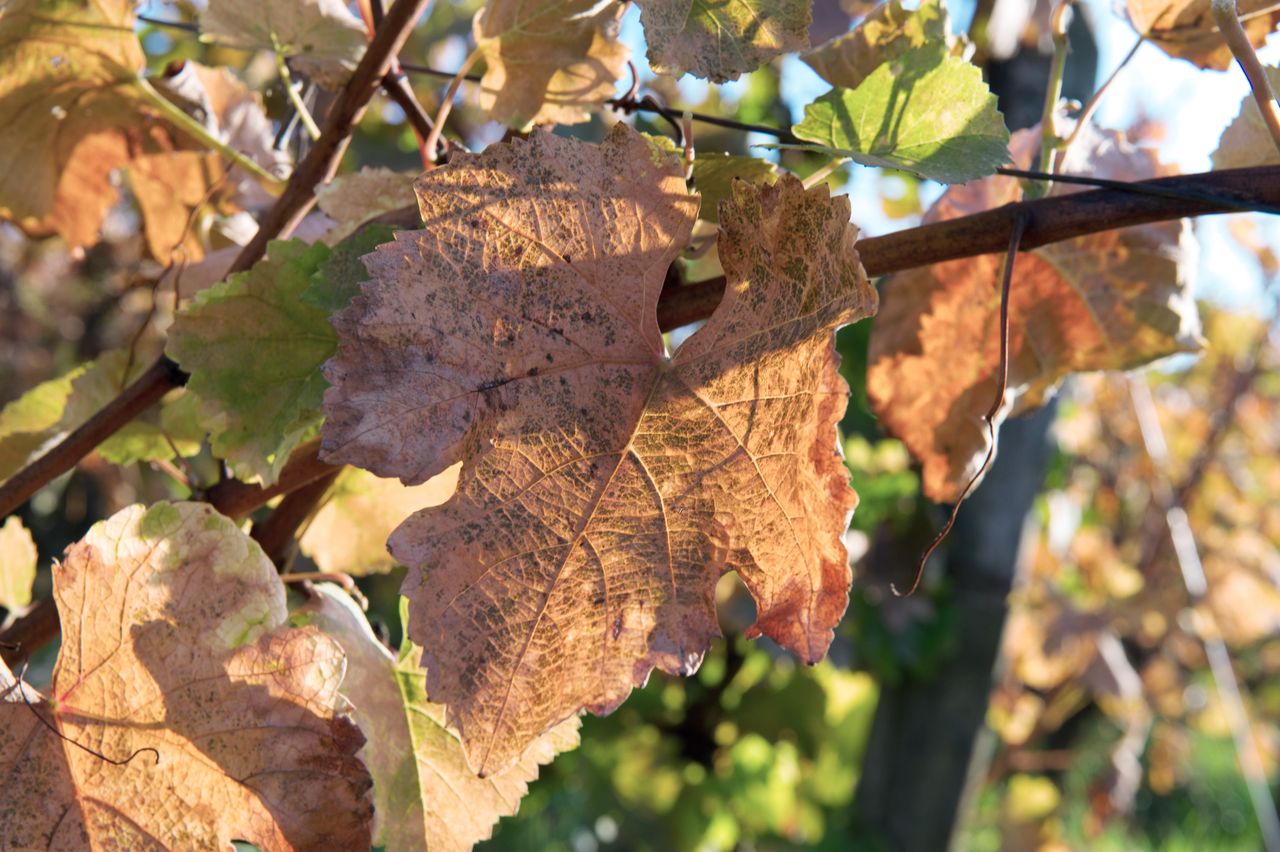 Vignoble Saison Octobre 5570
