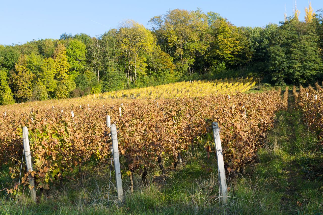 Vignoble Saison Octobre 5575