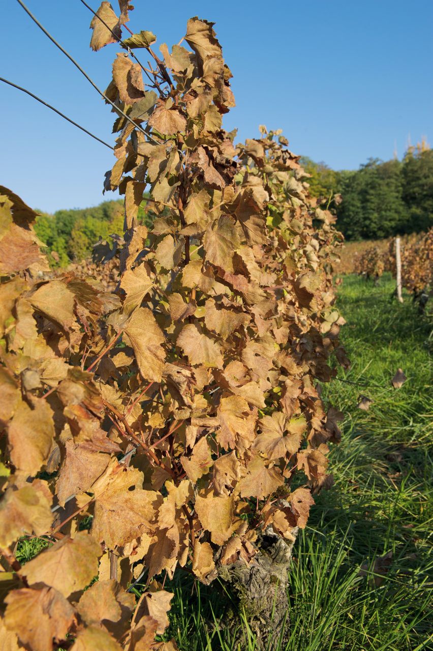 Vignoble Saison Octobre 5581