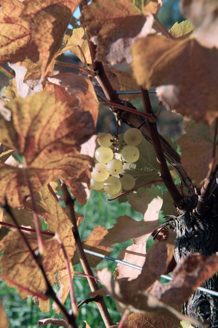 Vignoble Saison Octobre 5582