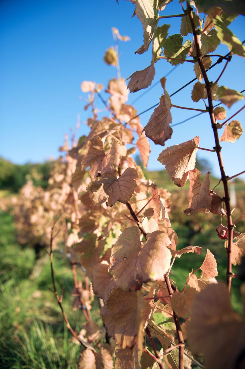 Vignoble Saison Octobre 5586
