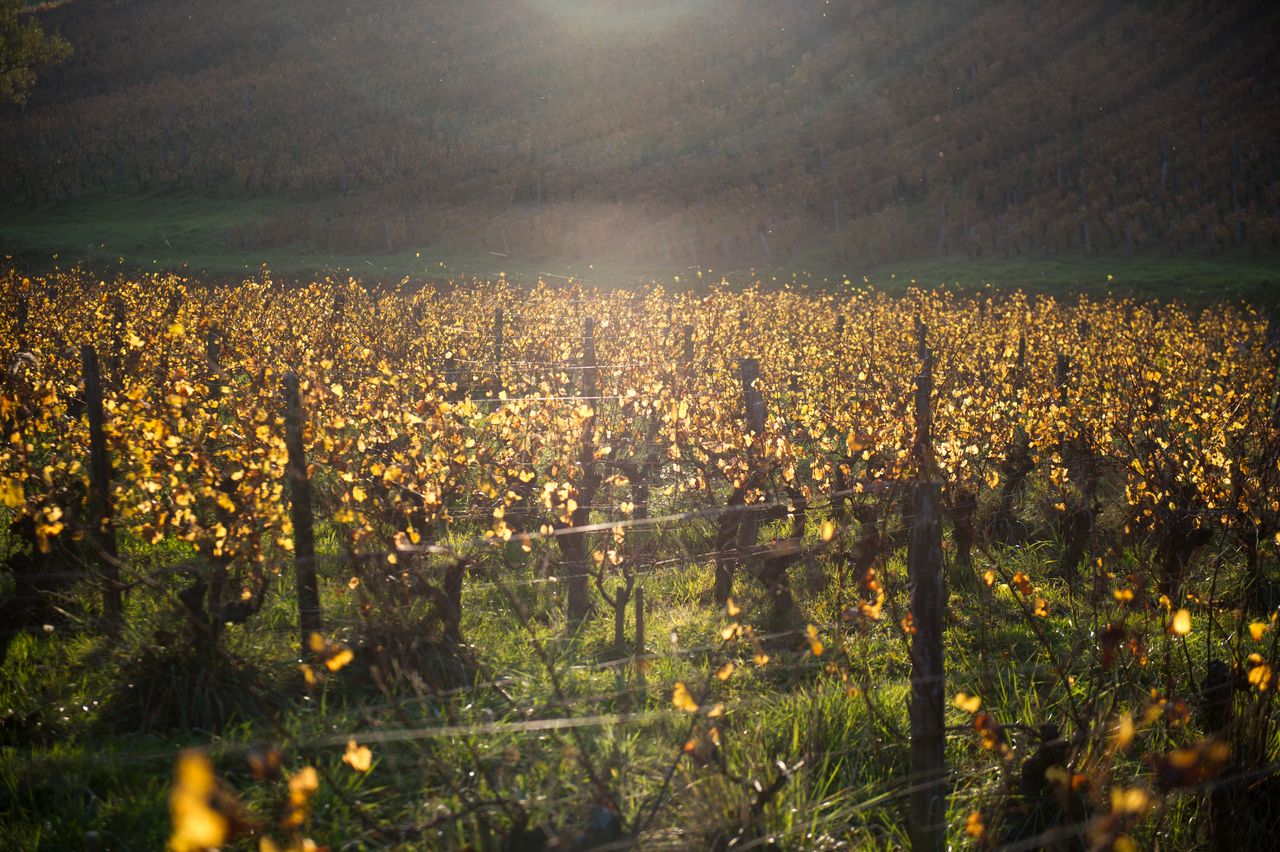 Vignoble Saison Octobre 5587