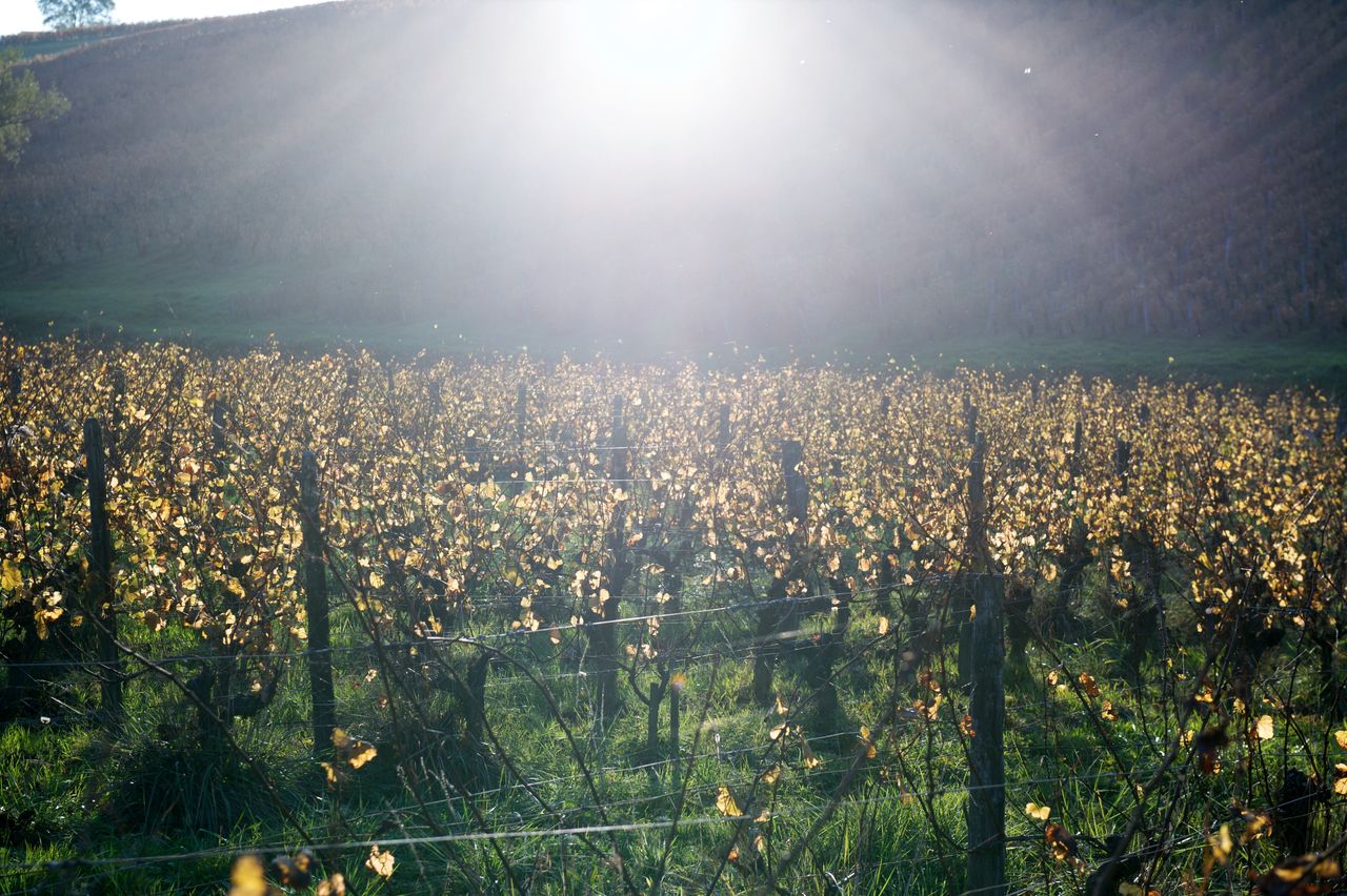 Vignoble Saison Octobre 5589