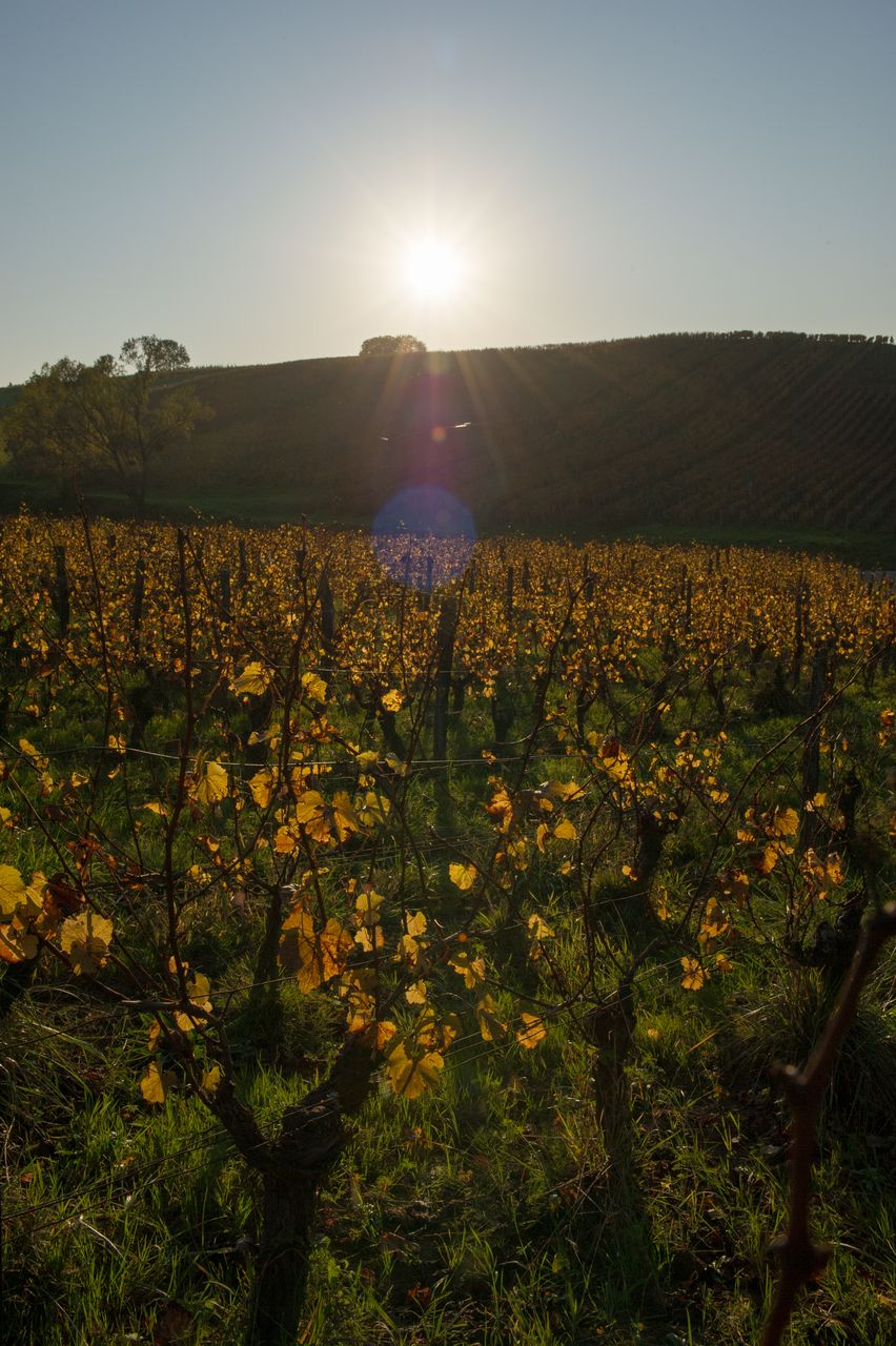 Vignoble Saison Octobre 5594