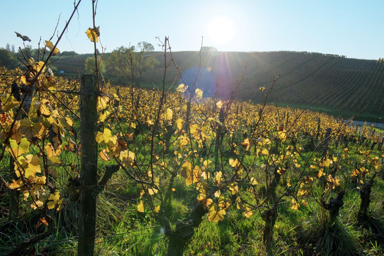 Vignoble Saison Octobre 5595