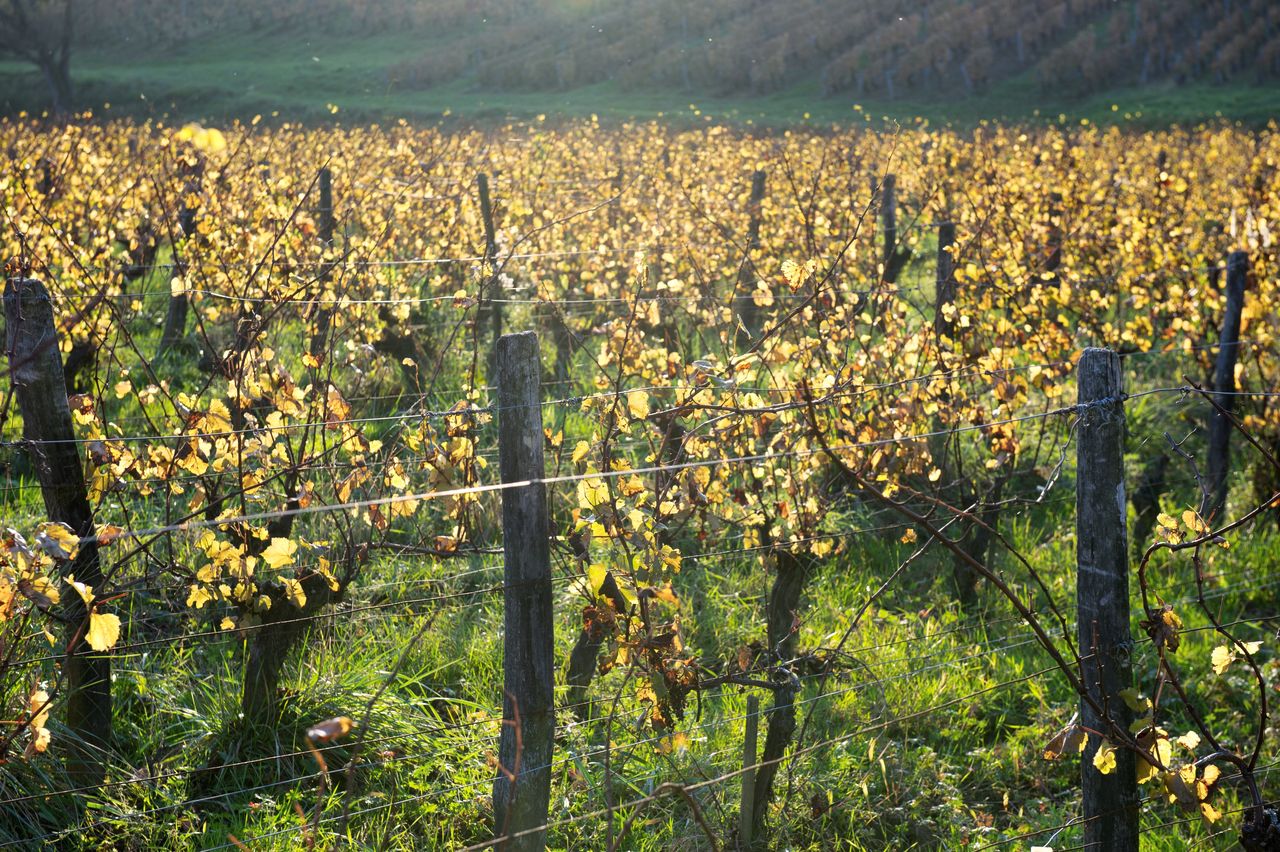 Vignoble Saison Octobre 5598