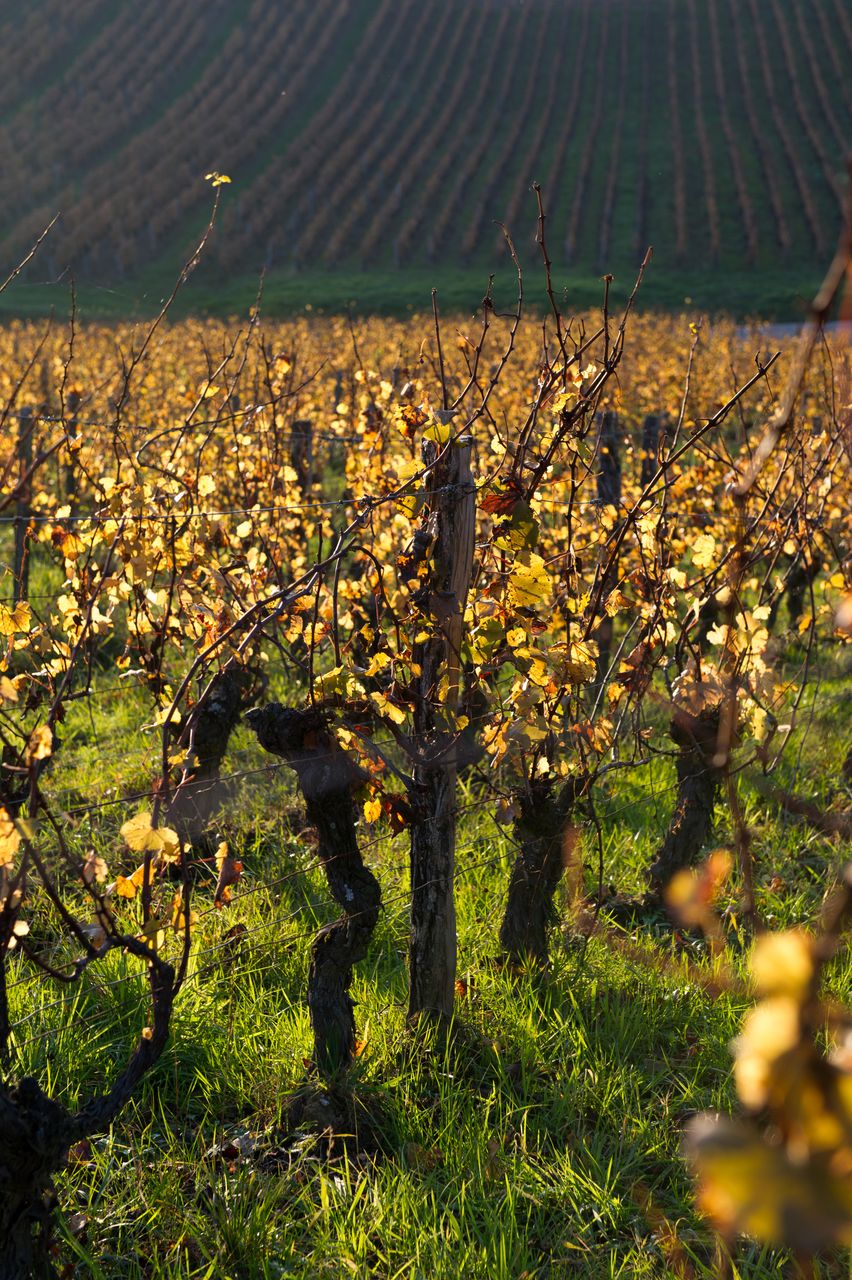 Vignoble Saison Octobre 5600