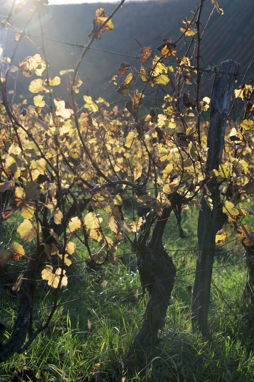 Vignoble Saison Octobre 5602