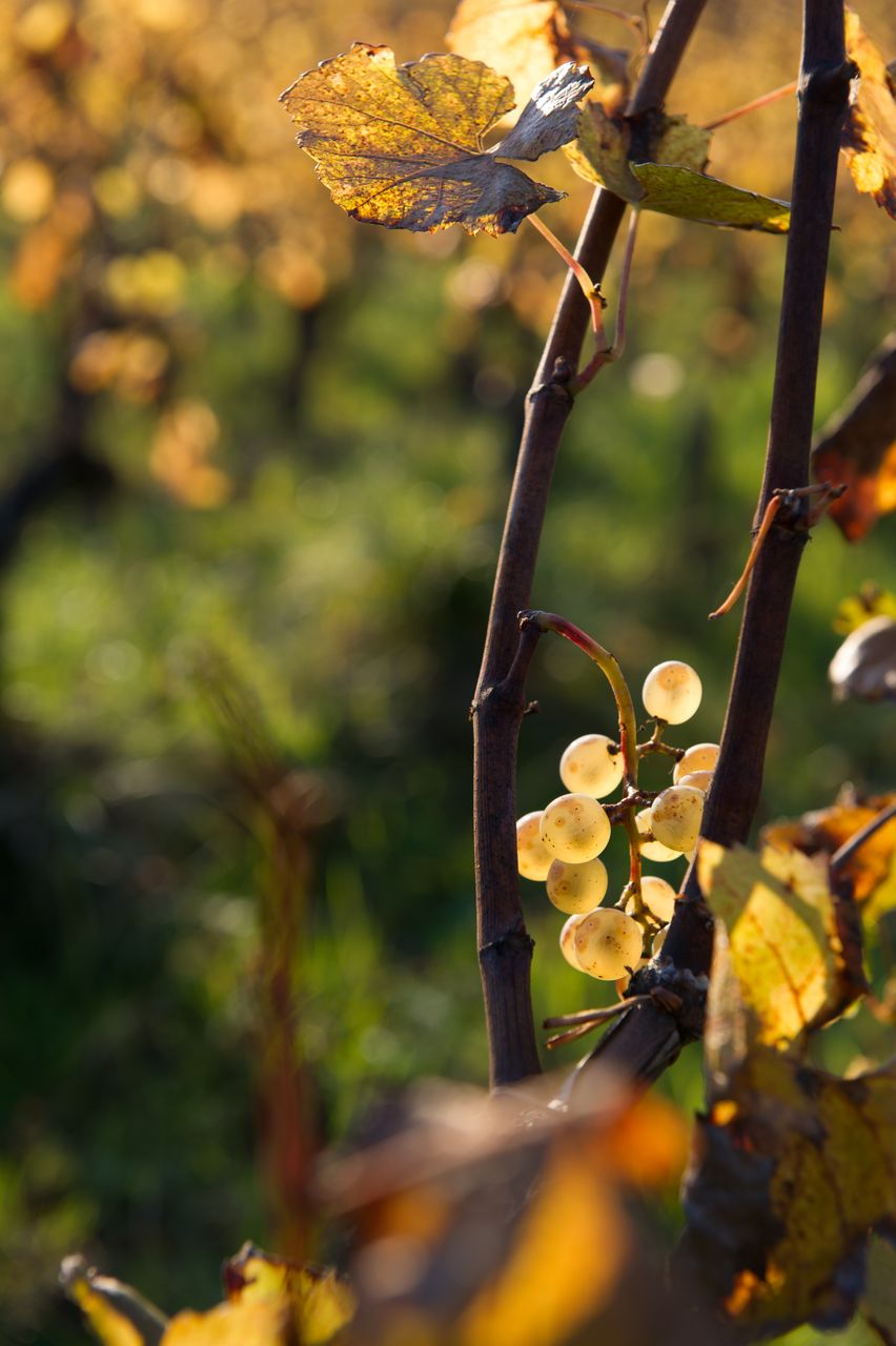 Vignoble Saison Octobre 5605