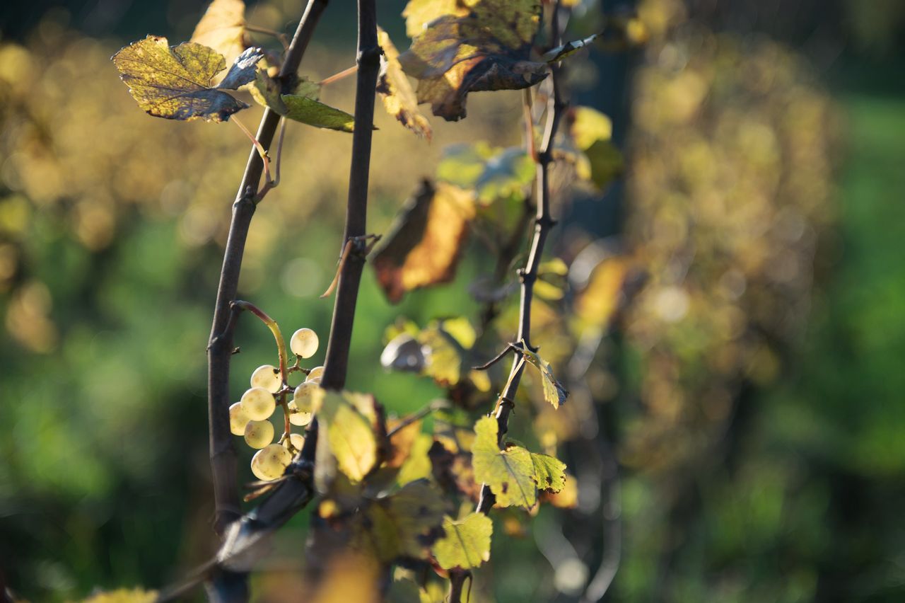 Vignoble Saison Octobre 5609