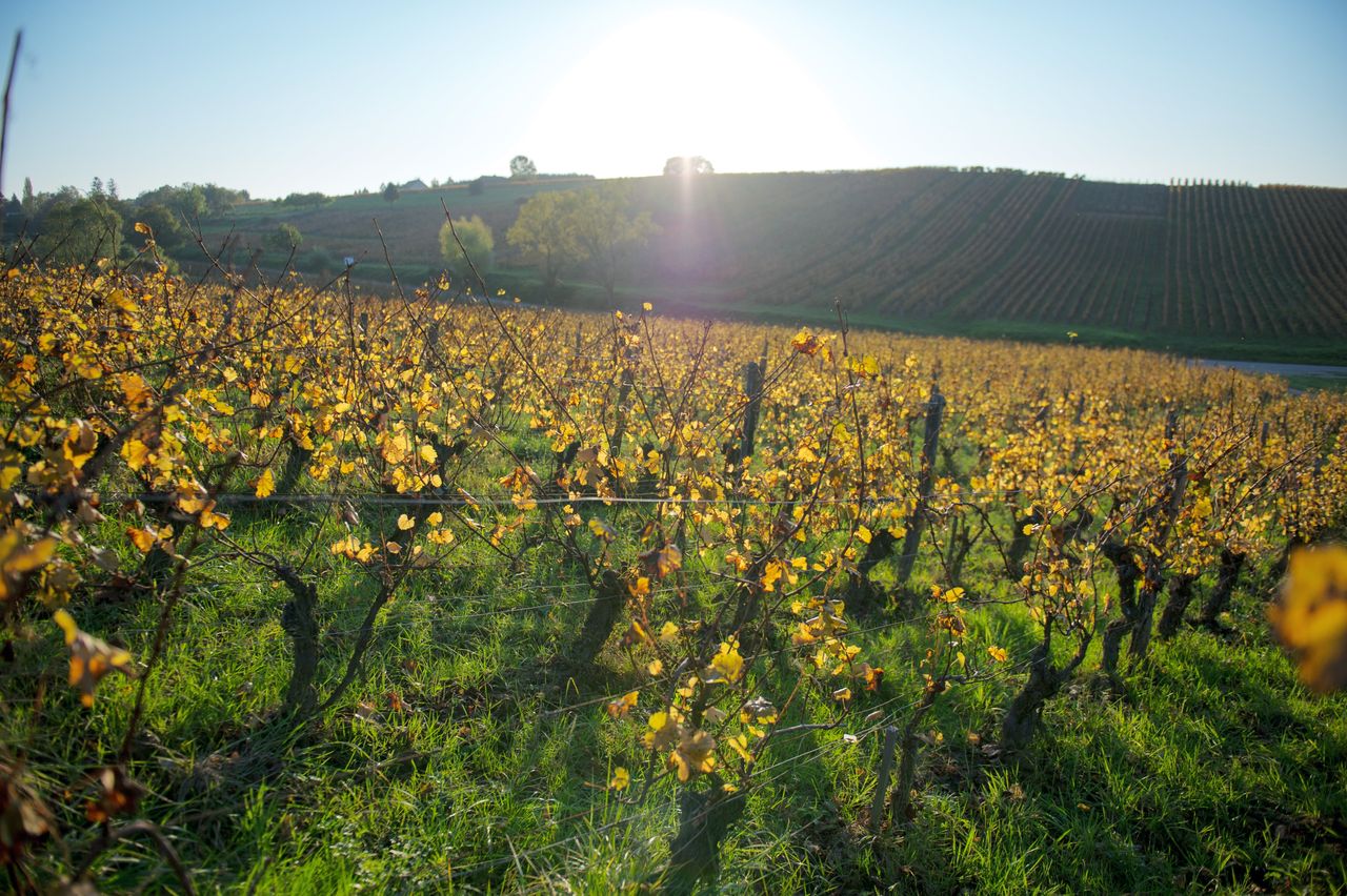 Vignoble Saison Octobre 5610