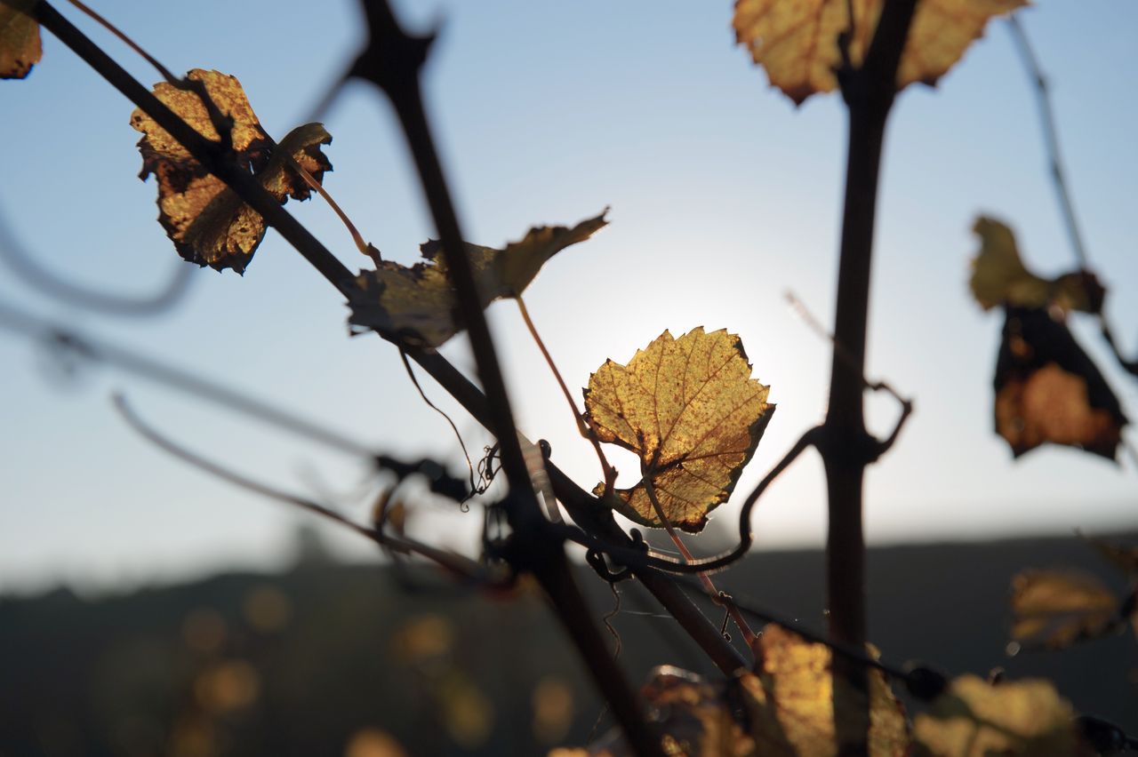 Vignoble Saison Octobre 5617