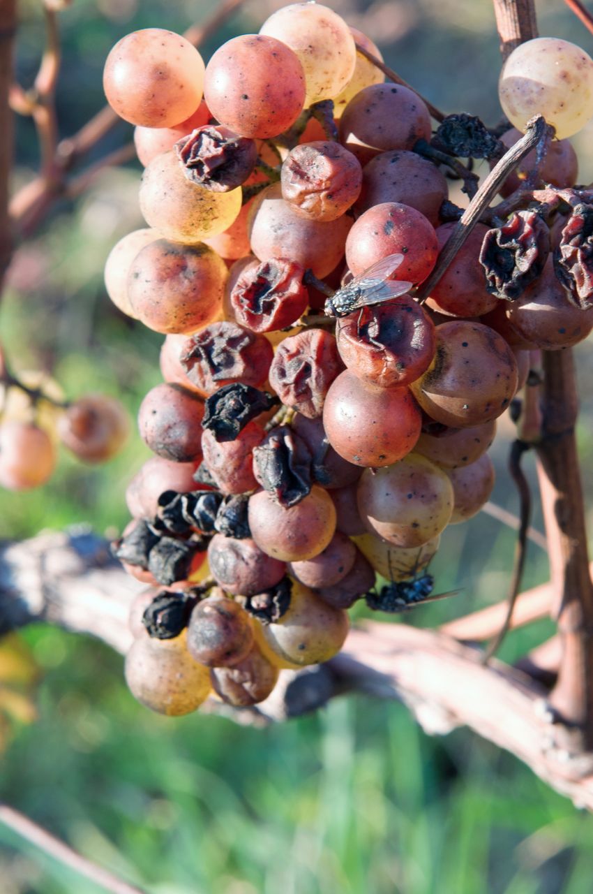 Vignoble Saison Octobre 5634