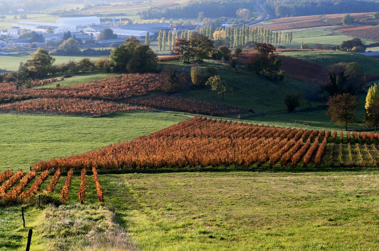 Vignoble Saison Octobre 5670