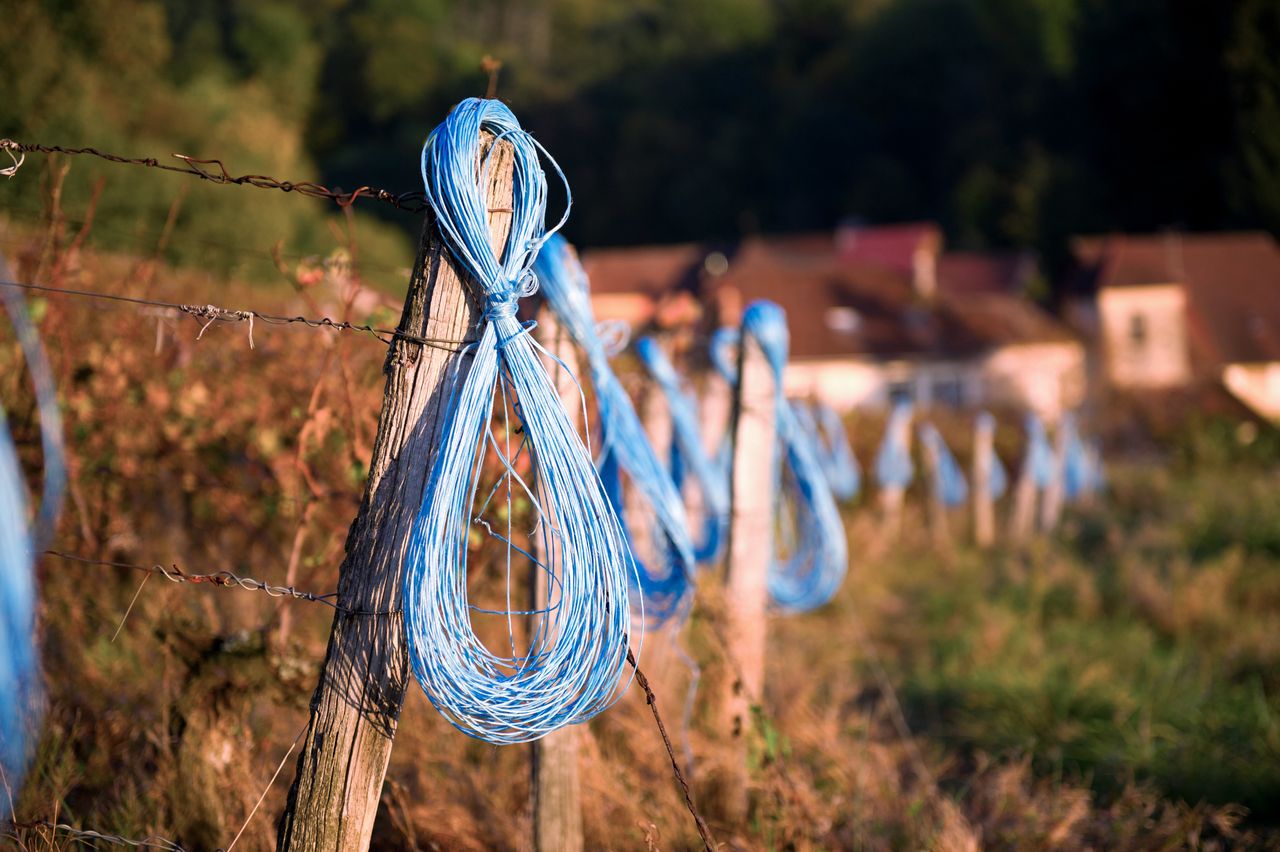 Vignoble Saison Octobre 5675