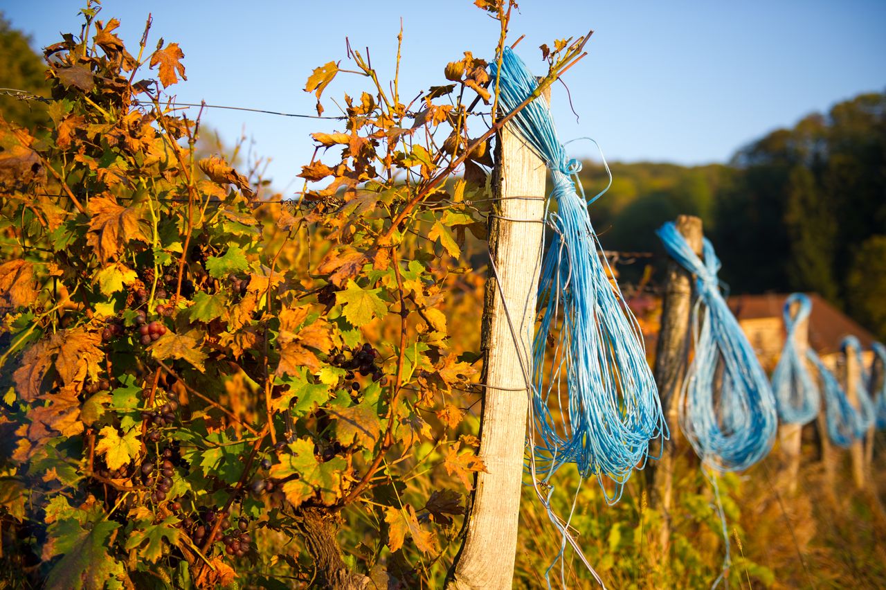 Vignoble Saison Octobre 5677