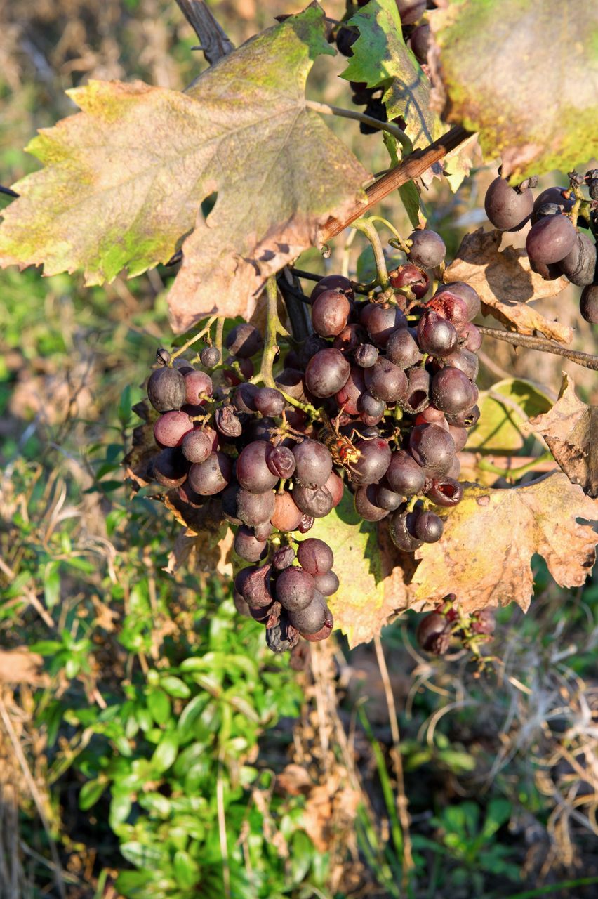 Vignoble Saison Octobre 5685