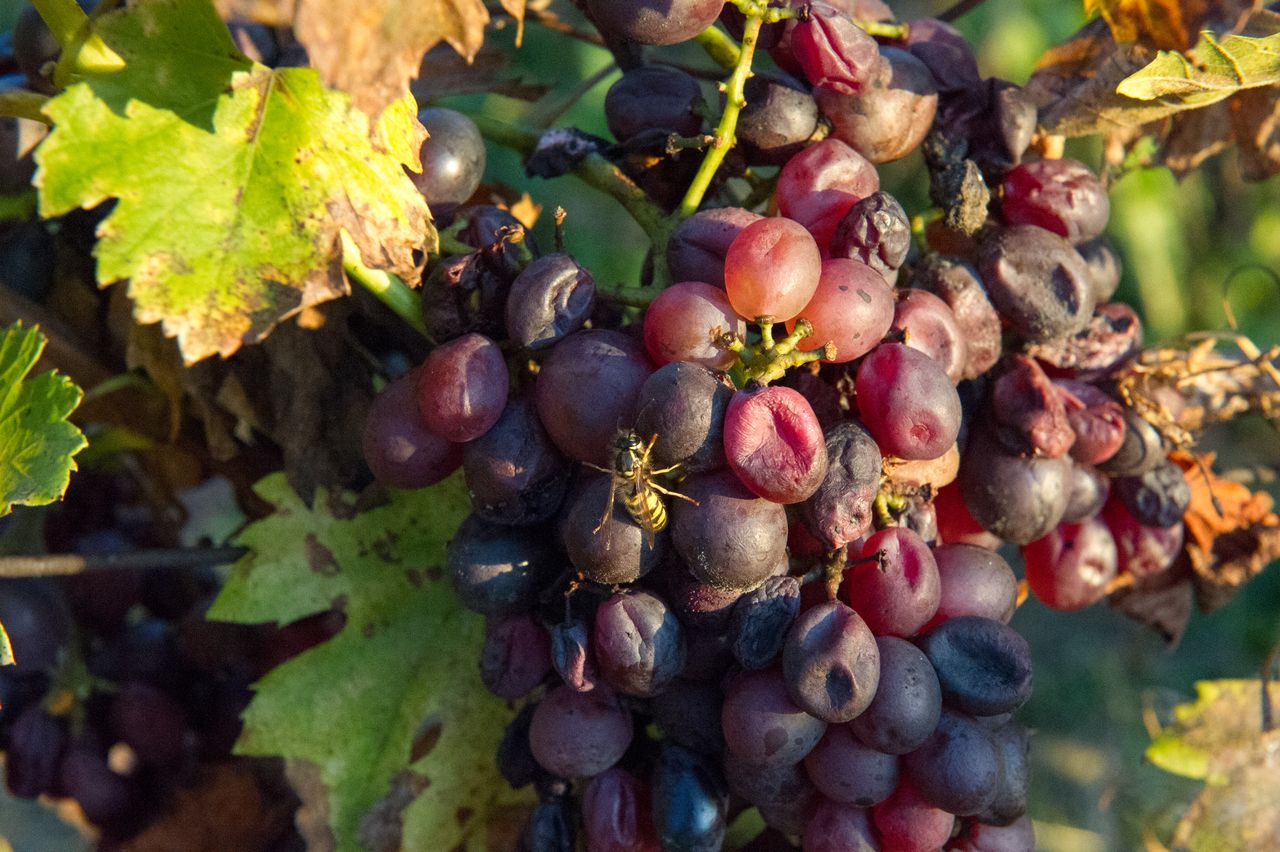 Vignoble Saison Octobre 5691