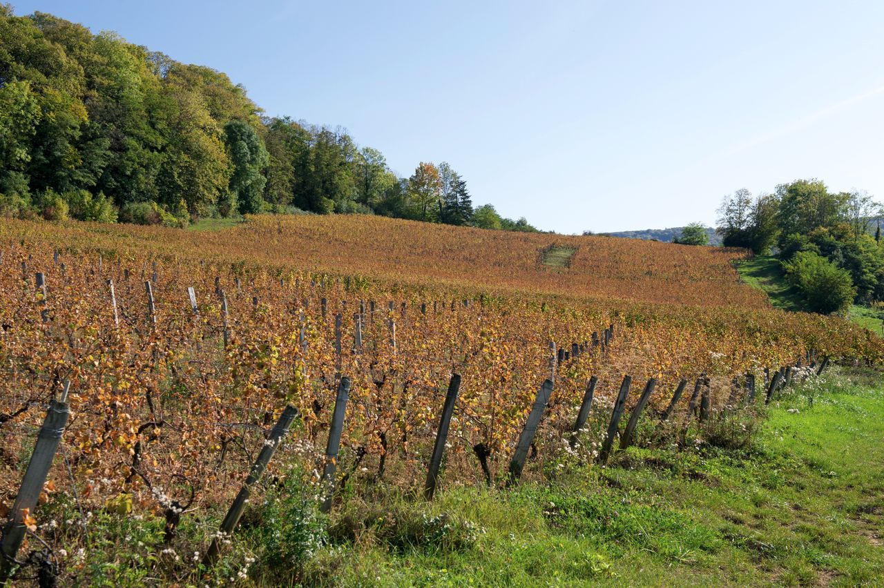 Vignoble Saison Octobre 5831