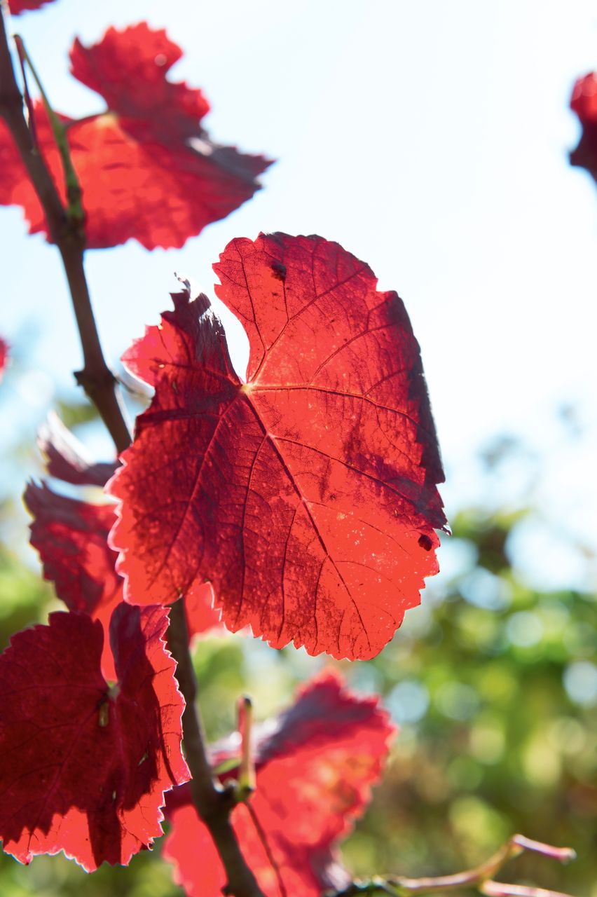Vignoble Saison Octobre 5833