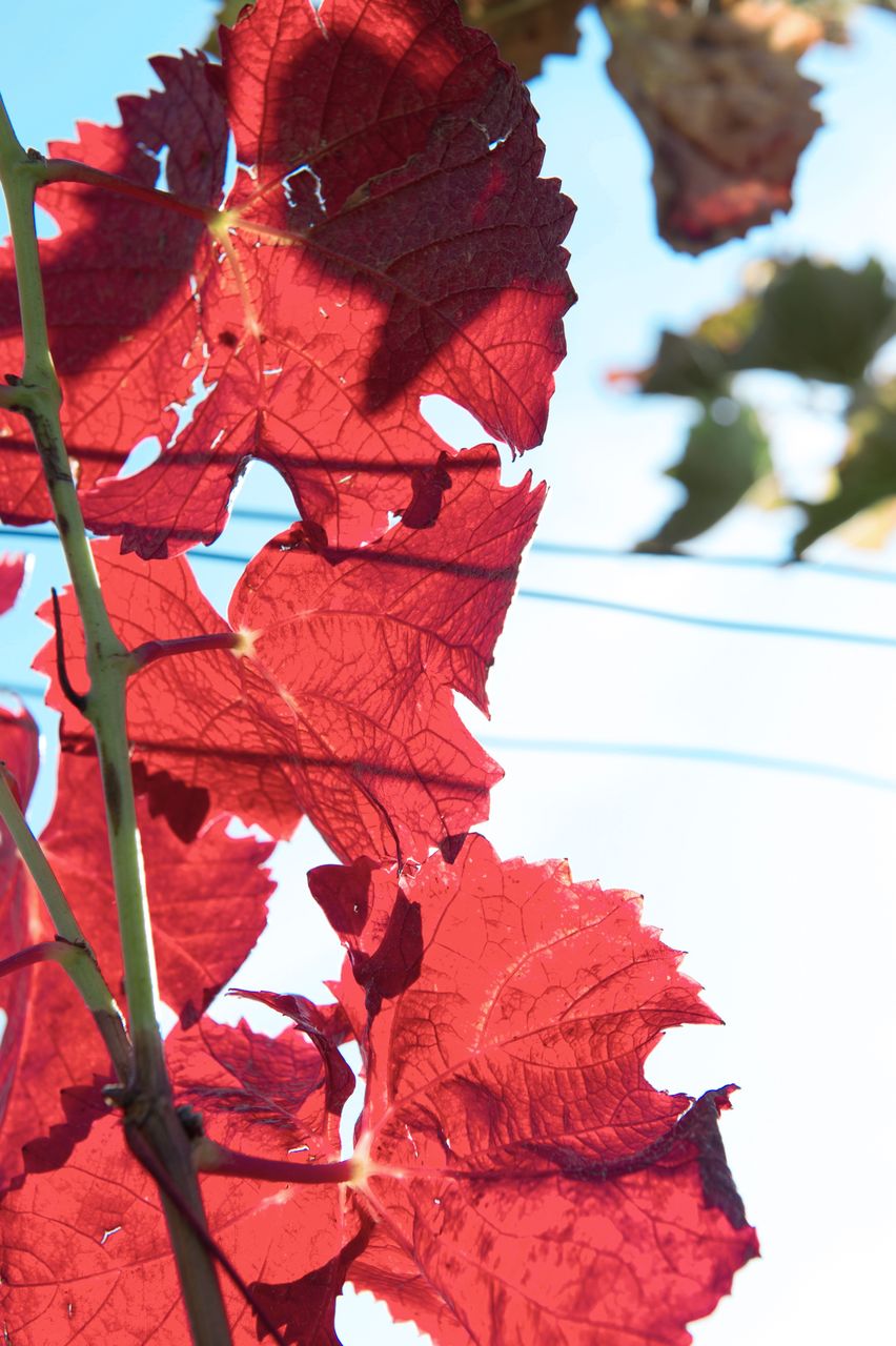 Vignoble Saison Octobre 5834