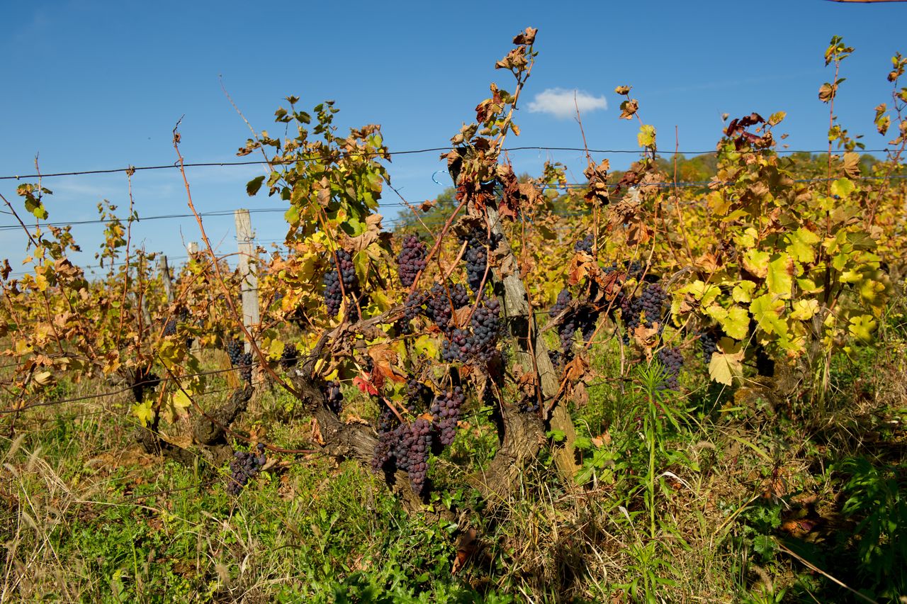 Vignoble Saison Octobre 5846