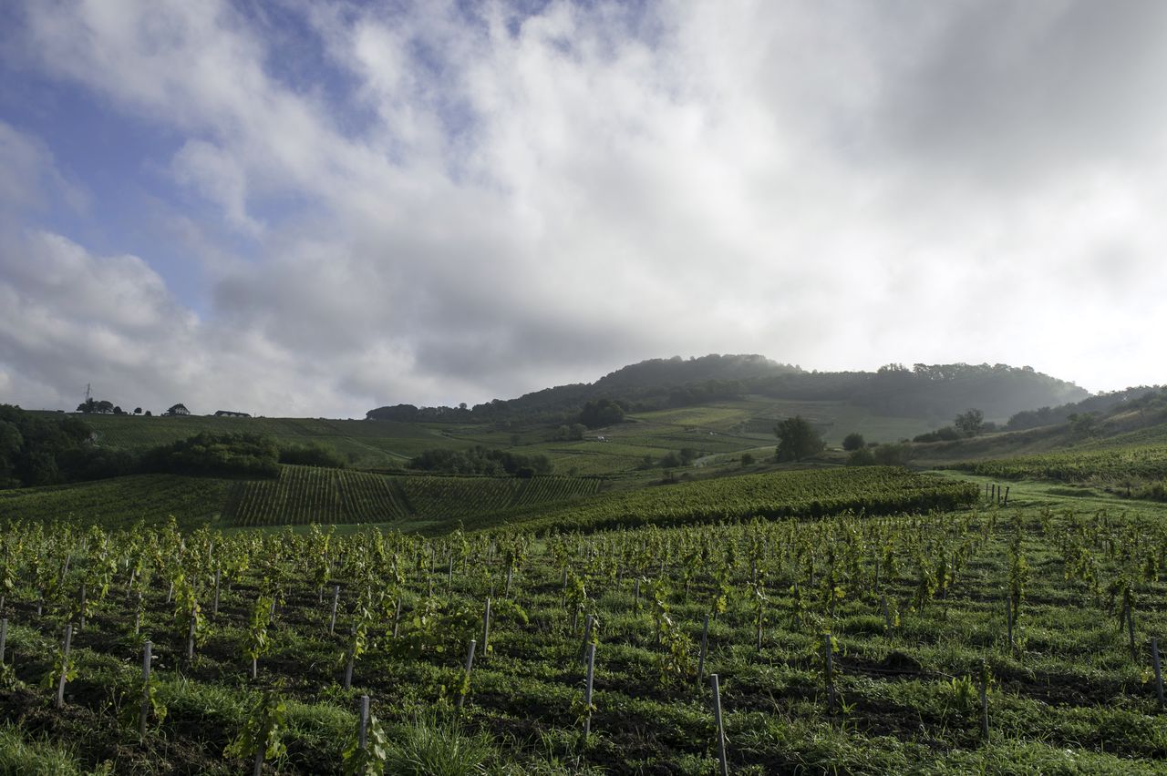 Vignoble Saison Octobre 8379