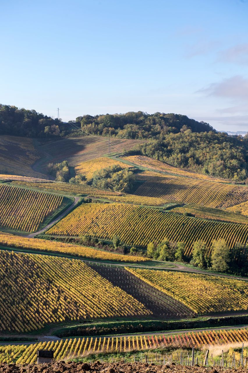 Vignoble Saison Octobre WKF_8322
