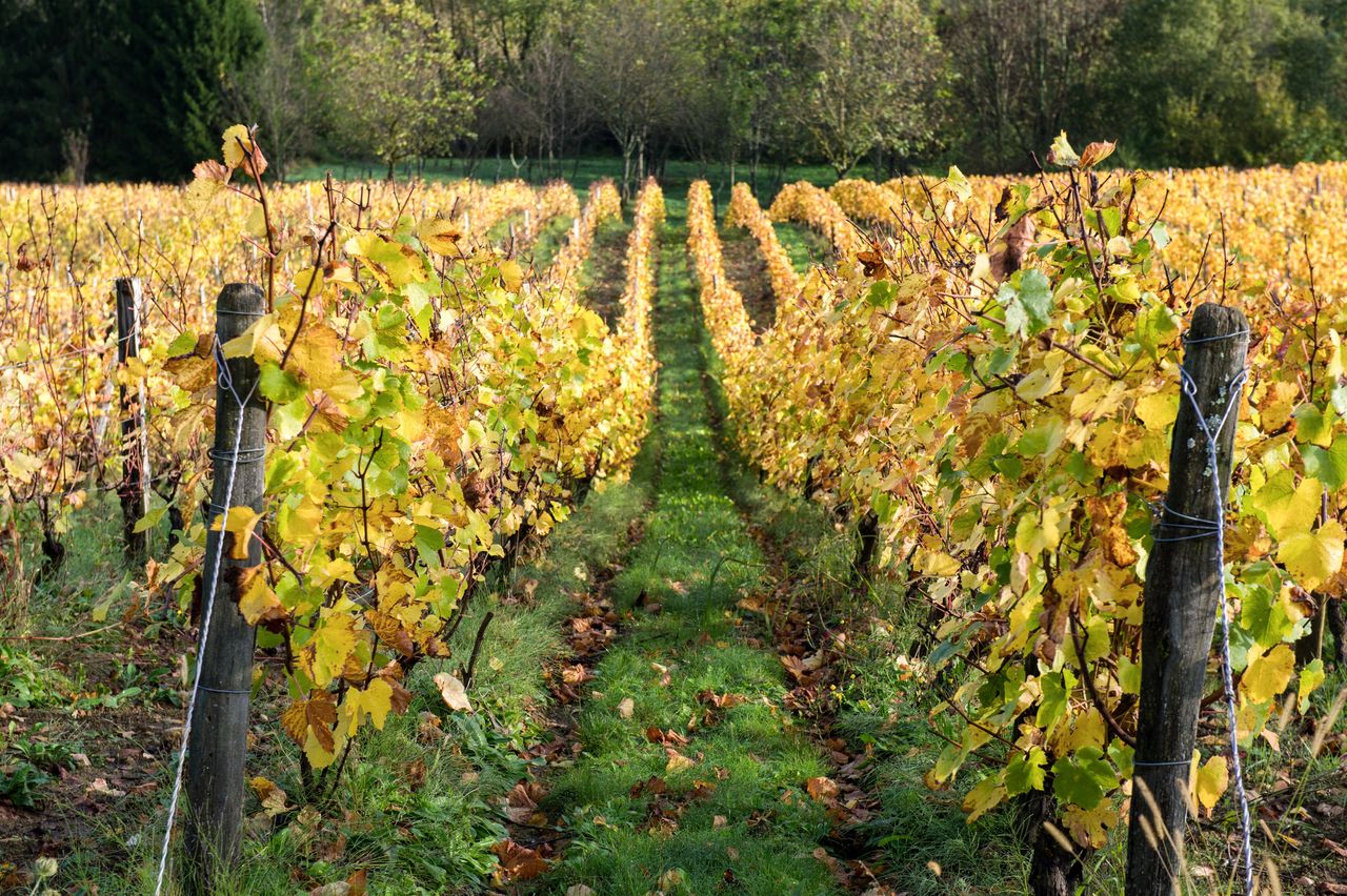 Vignoble Saison Octobre WKF_8341