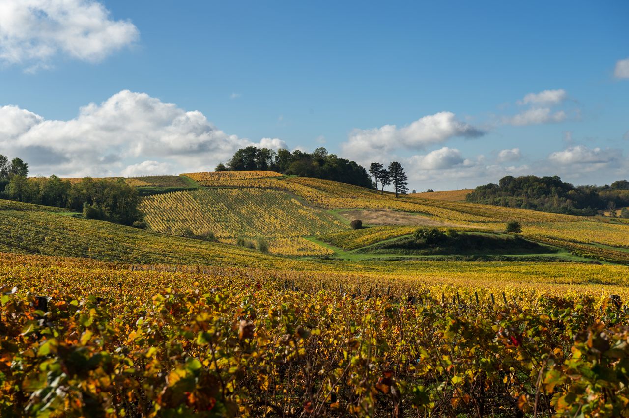 Vignoble Saison Octobre WKF_8389
