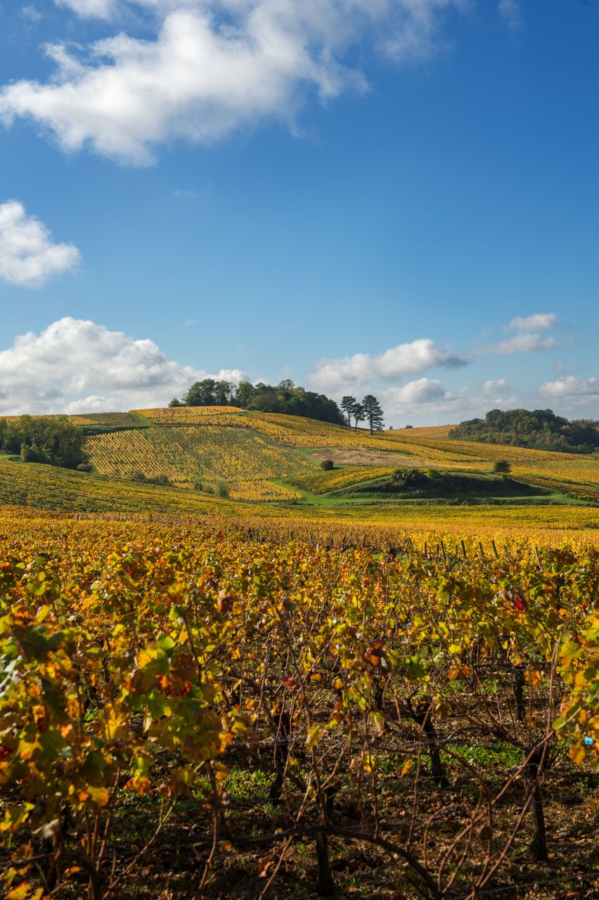 Vignoble Saison Octobre WKF_8390
