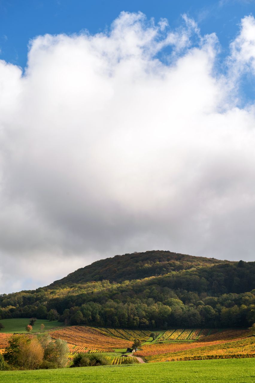 Vignoble Saison Octobre WKF_8400