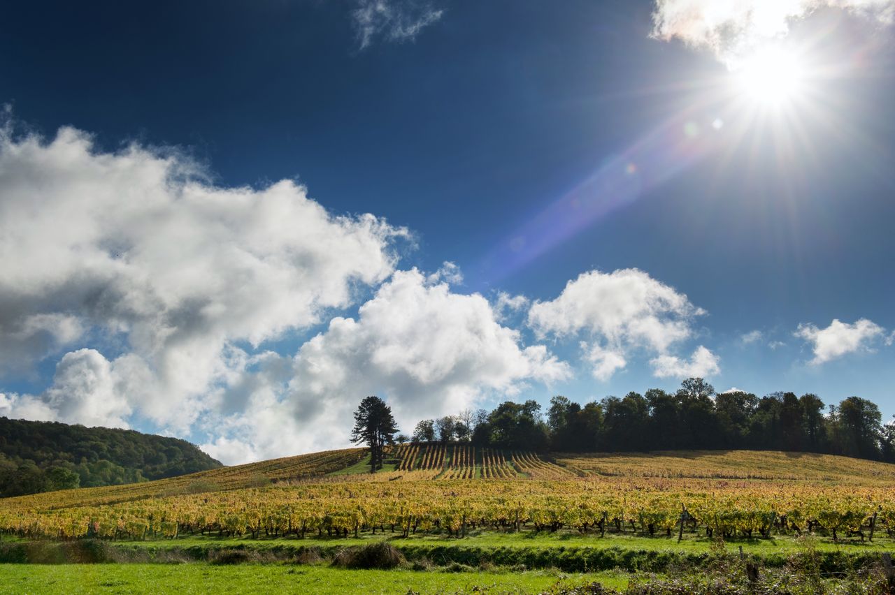 Vignoble Saison Octobre WKF_8403