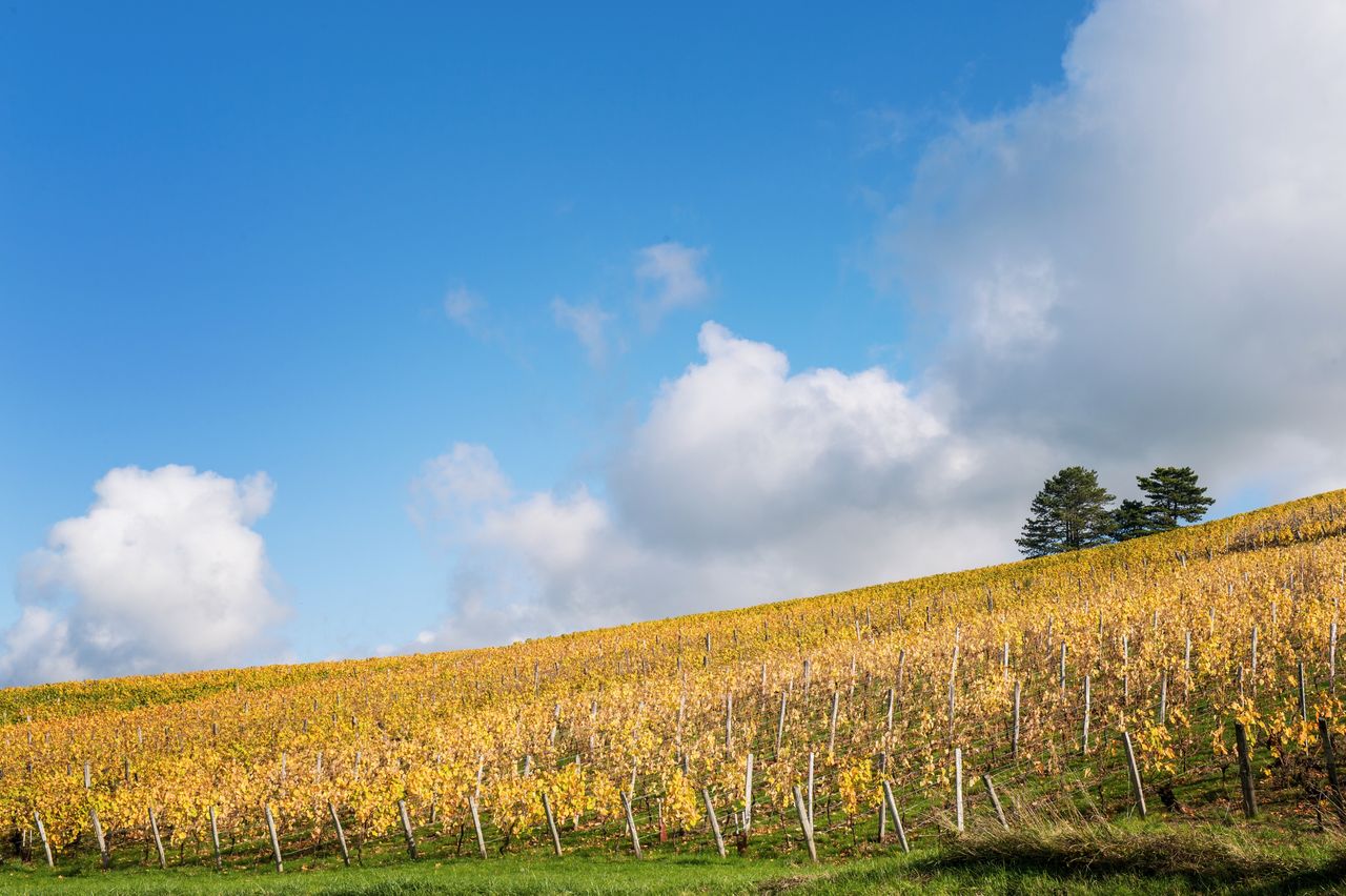 Vignoble Saison Octobre WKF_8406