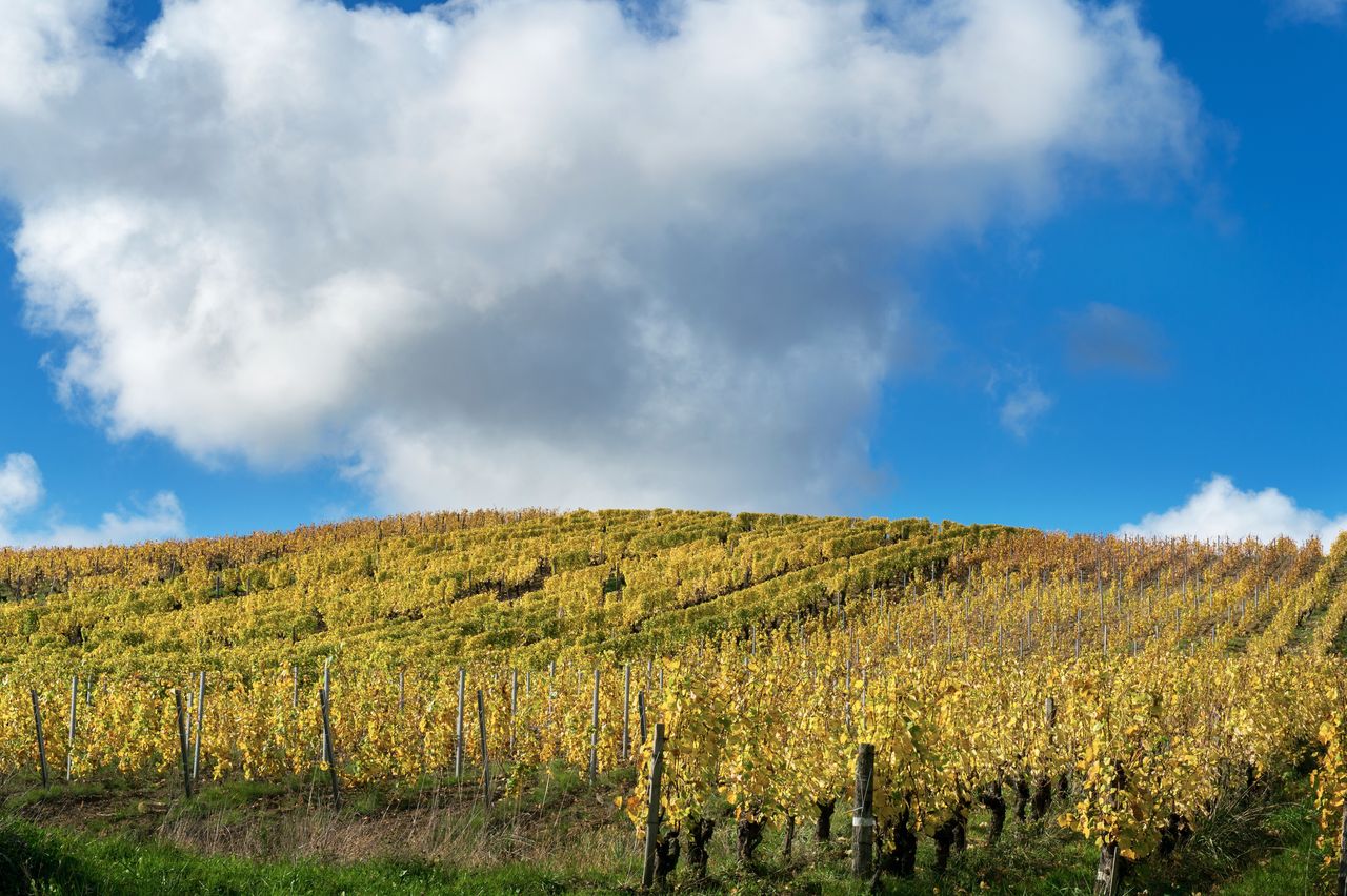 Vignoble Saison Octobre WKF_8409