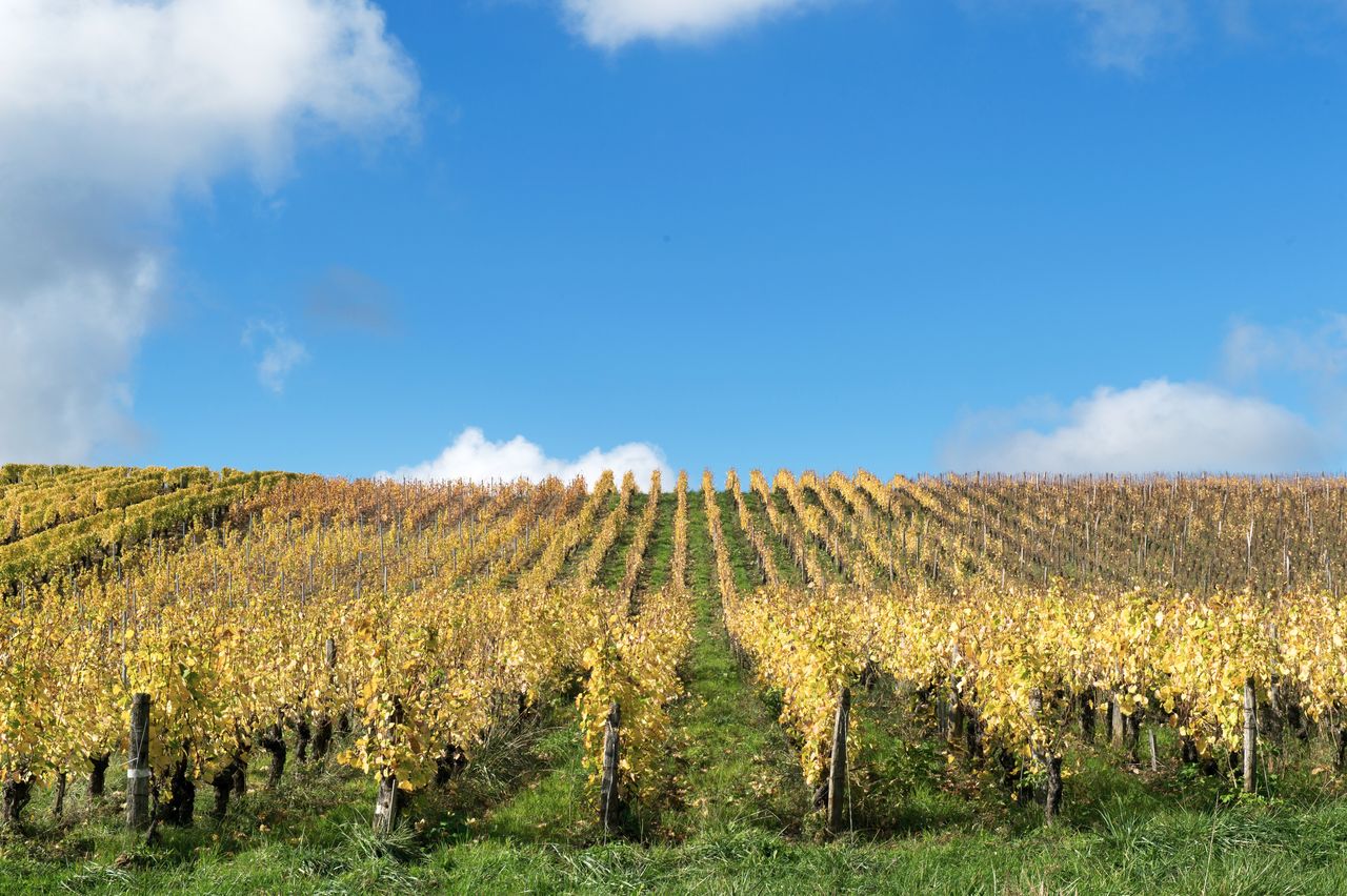 Vignoble Saison Octobre WKF_8411