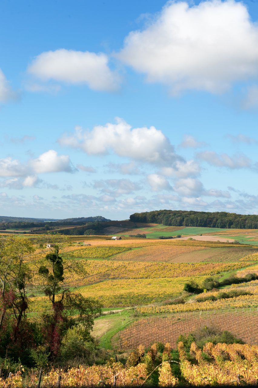 Vignoble Saison Octobre WKF_8413