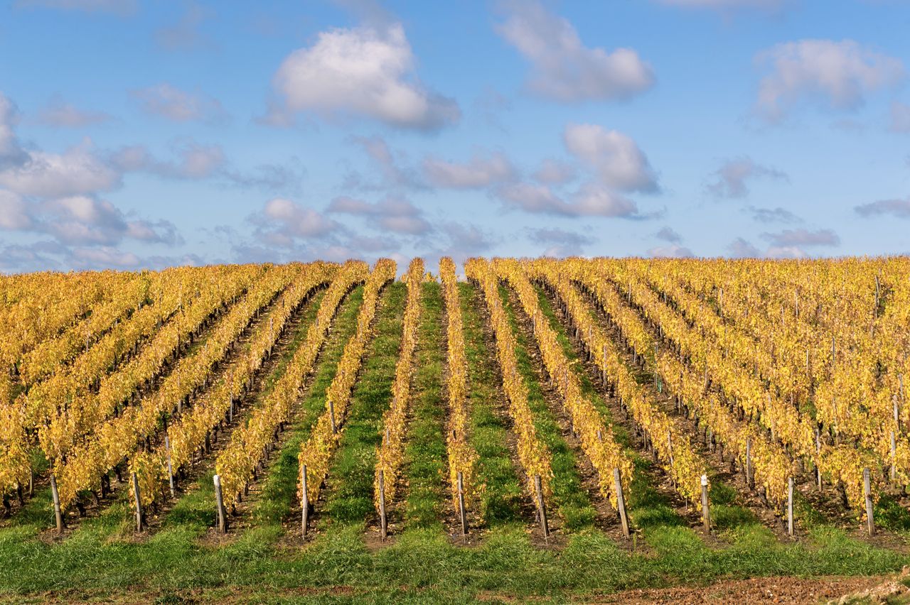 Vignoble Saison Octobre WKF_8416