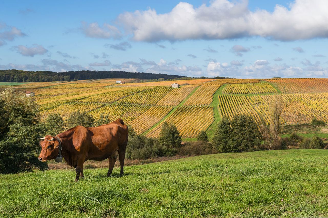 Vignoble Saison Octobre WKF_8433