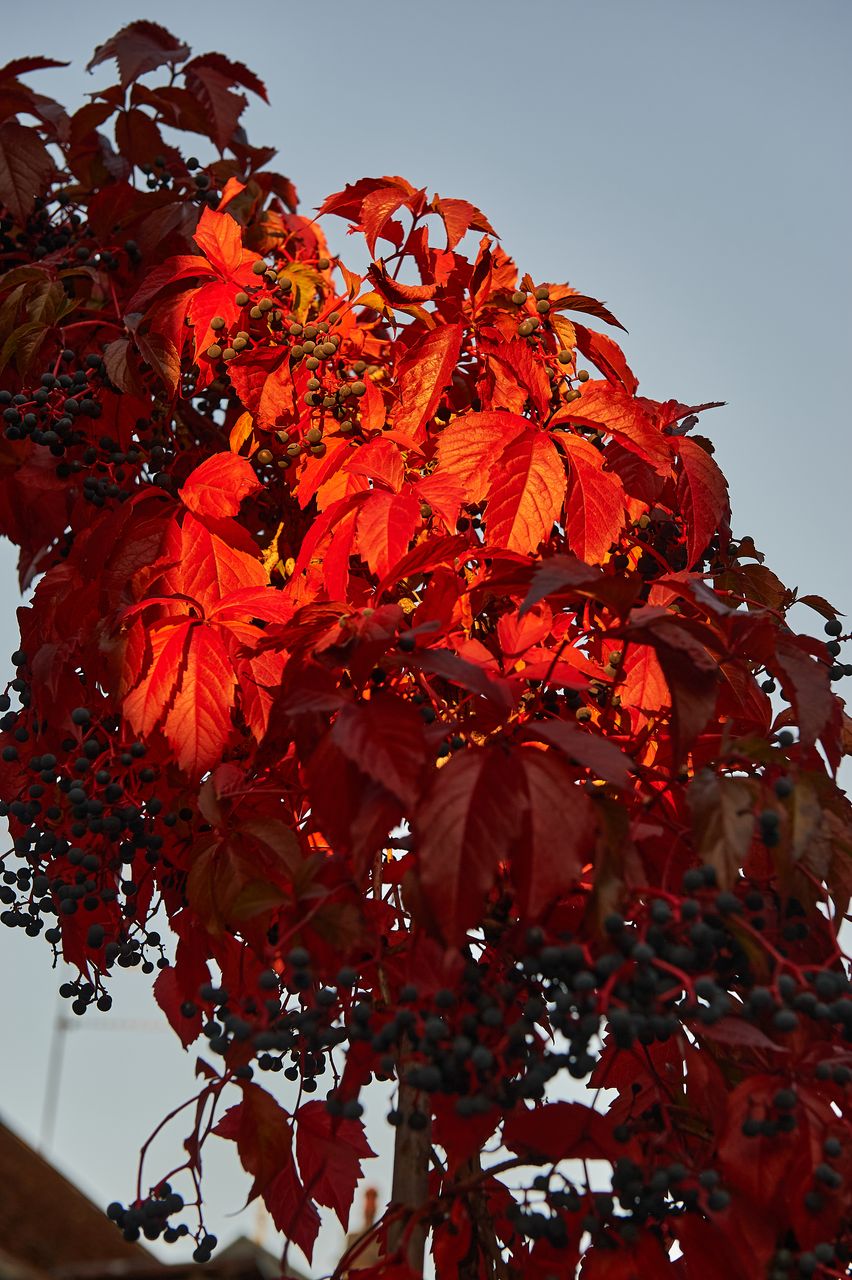 Vignoble Saison Octobre vigne-vierge