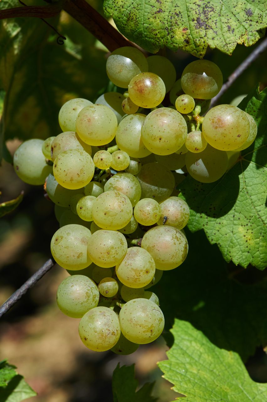 Vignoble Saison Septembre BI-0002