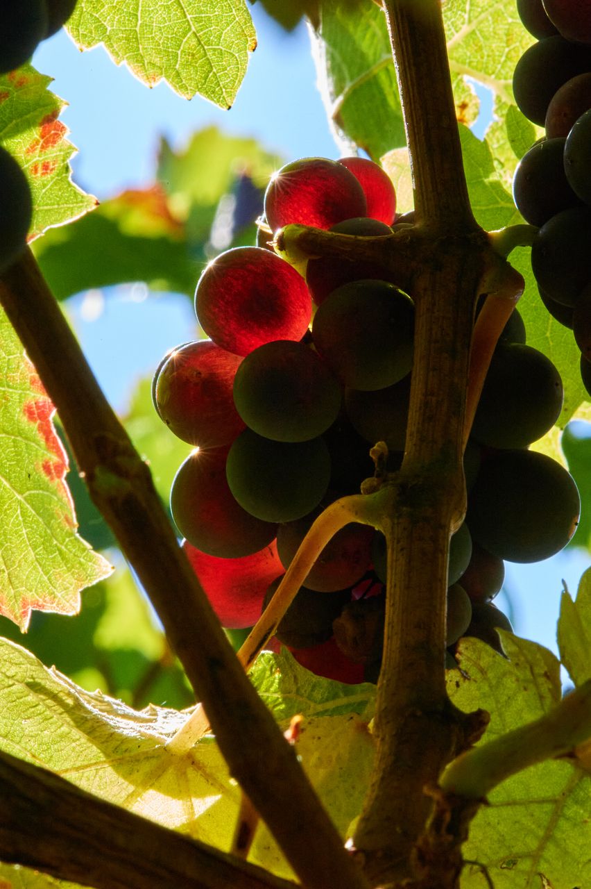 Vignoble Saison Septembre BI-0004