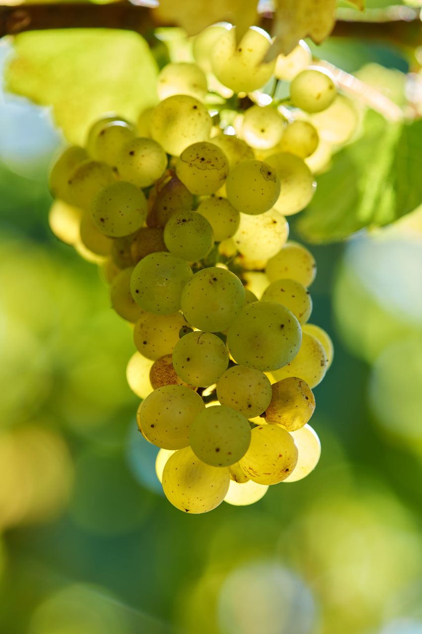 Vignoble Saison Septembre BI-0005