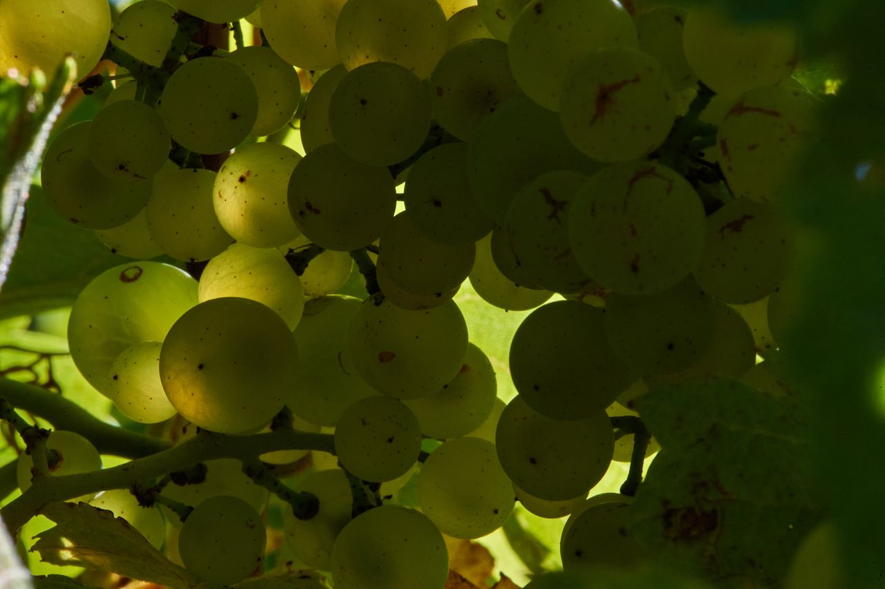 Vignoble Saison Septembre BI-0006